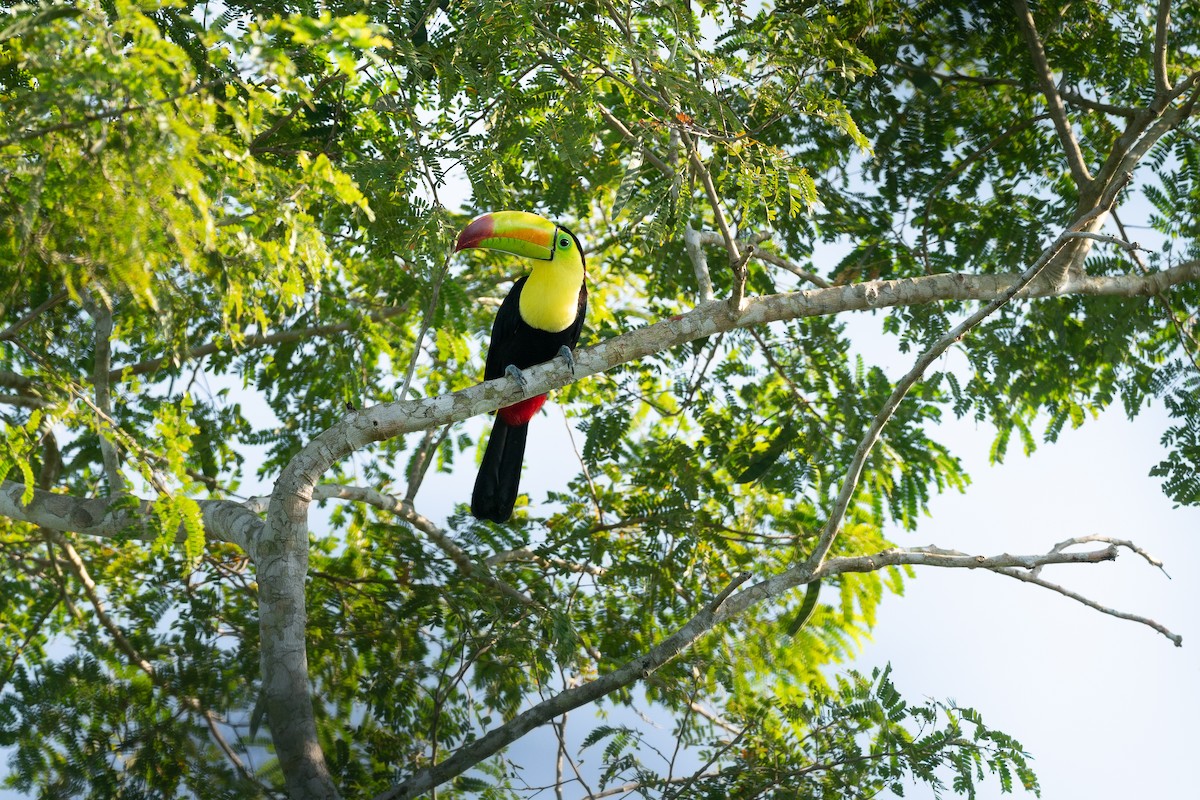 Keel-billed Toucan - ML620375136