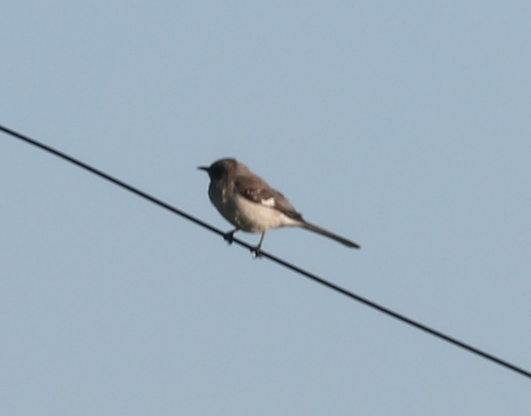 Northern Mockingbird - ML620375137