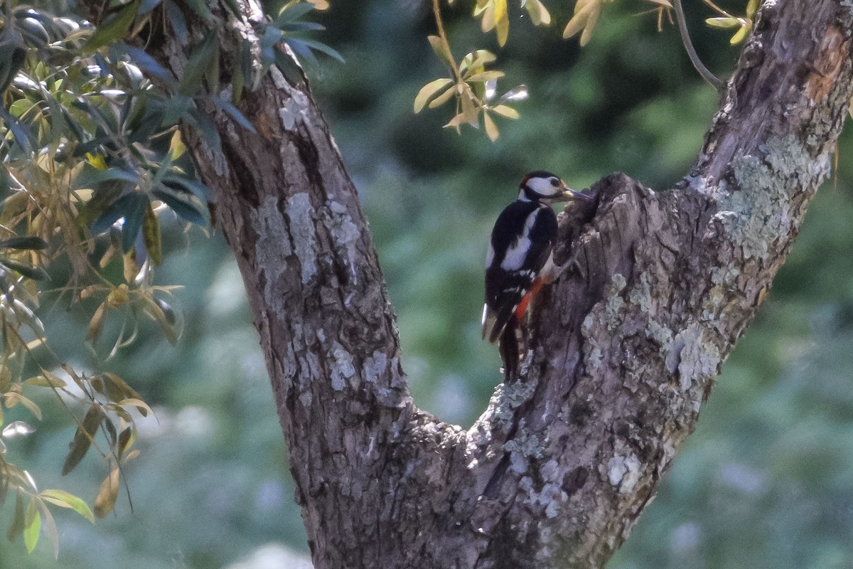 Great Spotted Woodpecker - ML620375144