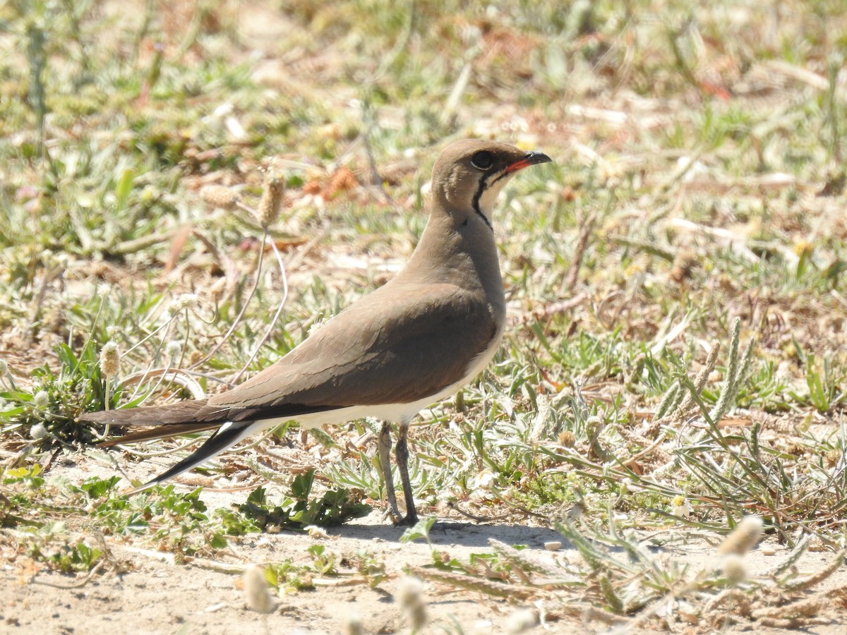 Collared Pratincole - ML620375147