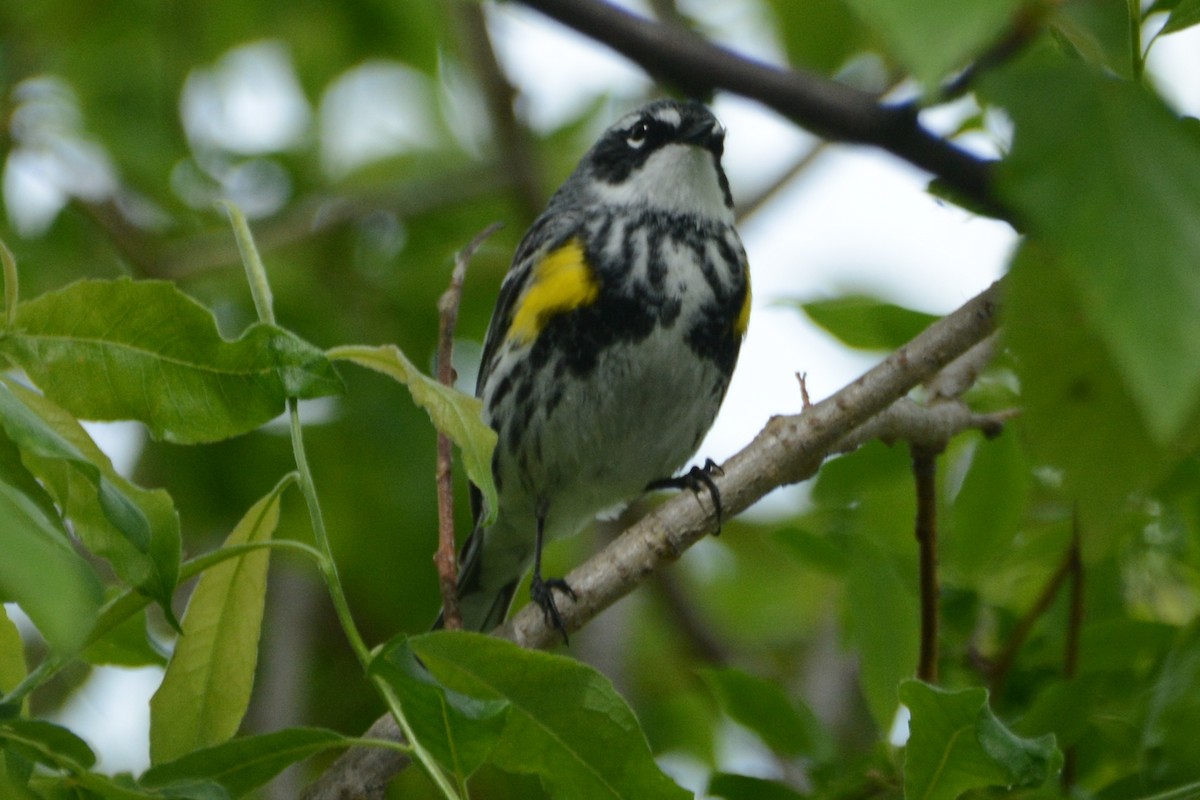 Yellow-rumped Warbler (Myrtle) - Cathy Pasterczyk