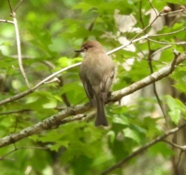 Eastern Phoebe - ML620375186