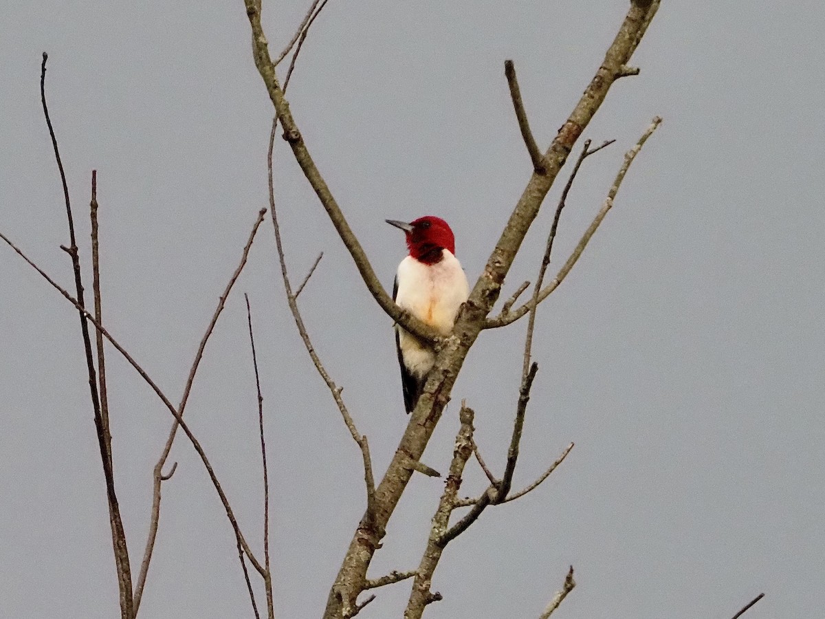 Red-headed Woodpecker - ML620375188