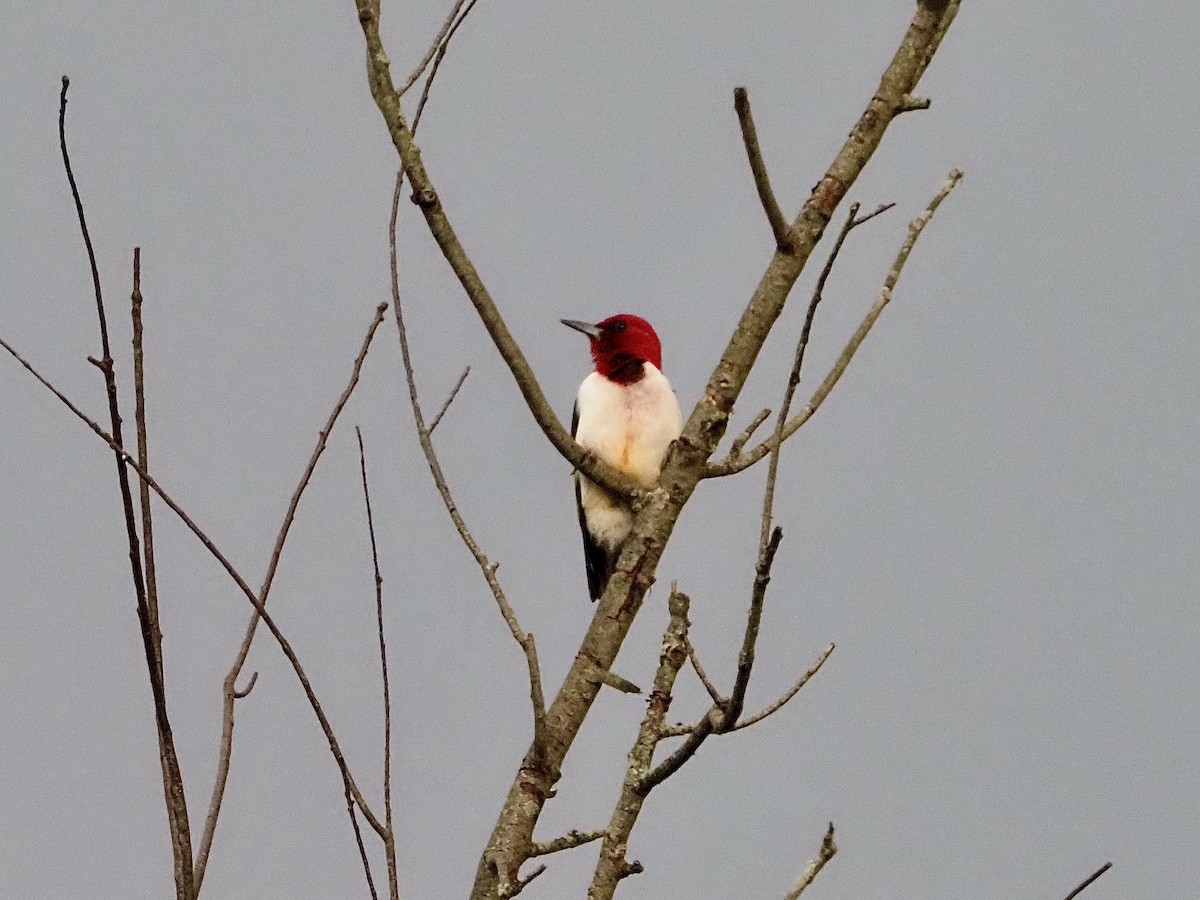 Pic à tête rouge - ML620375188