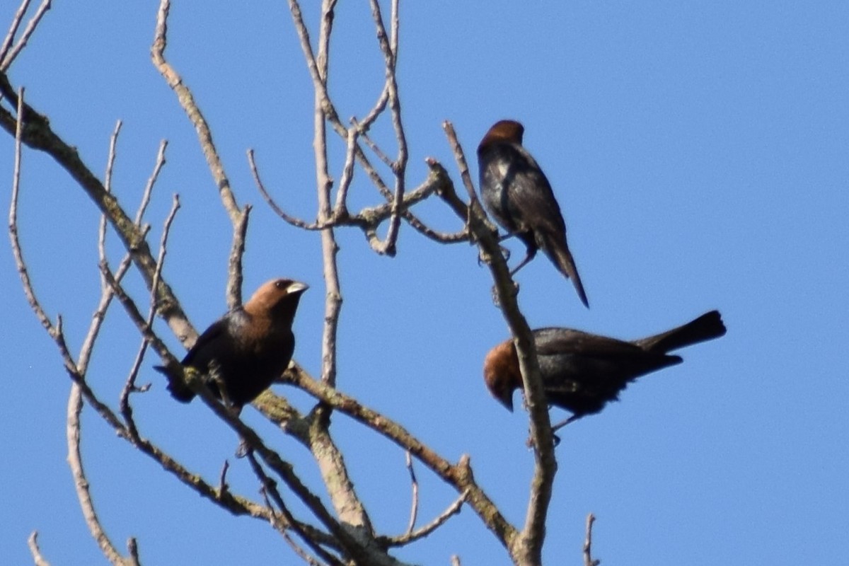 Brown-headed Cowbird - ML620375191