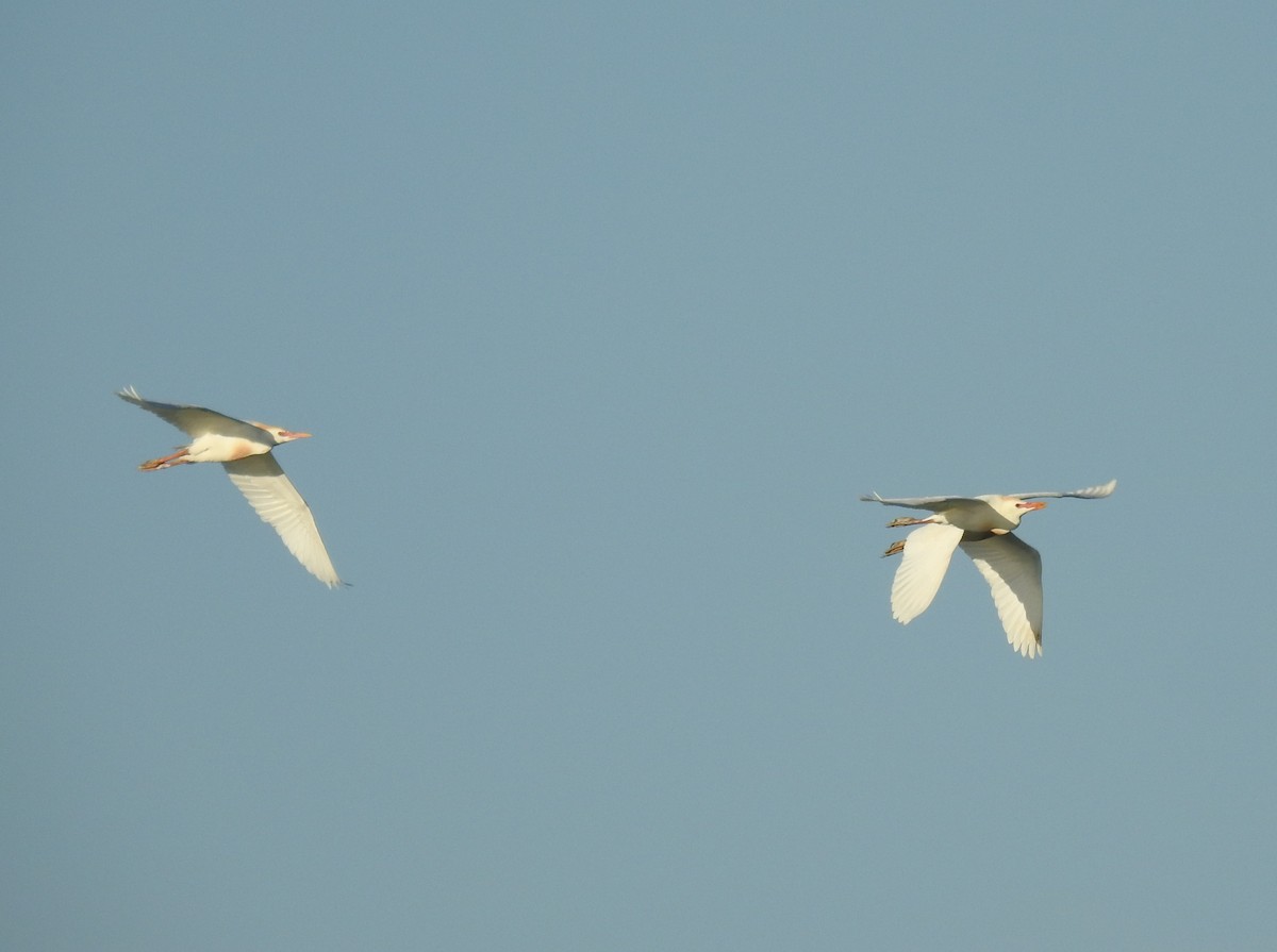 Western Cattle Egret - ML620375192