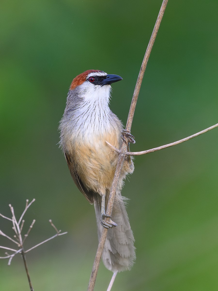 Chestnut-capped Babbler - ML620375194