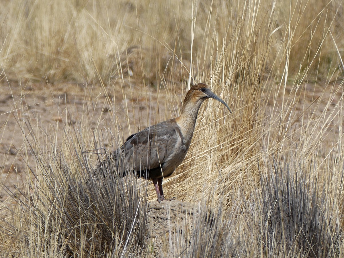Andean Ibis - ML620375198