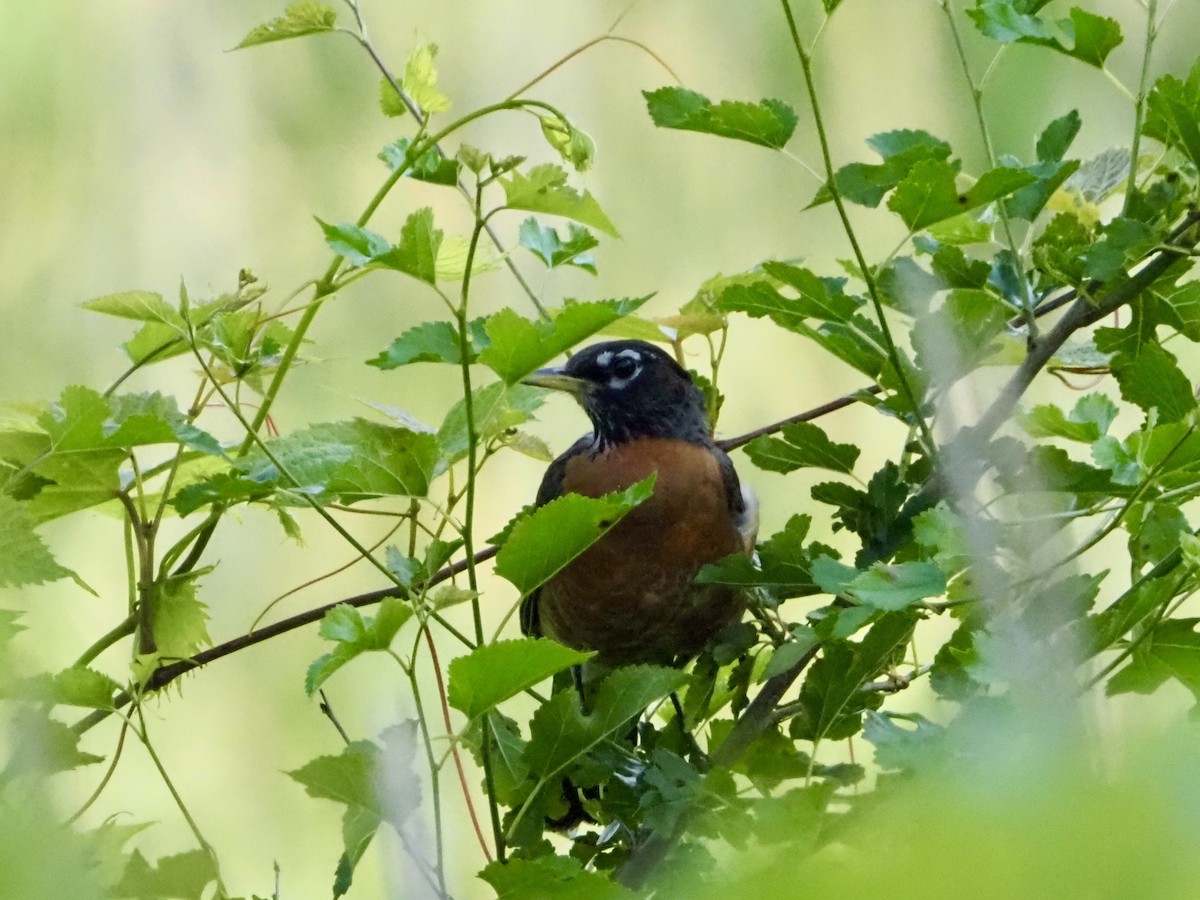 American Robin - ML620375200