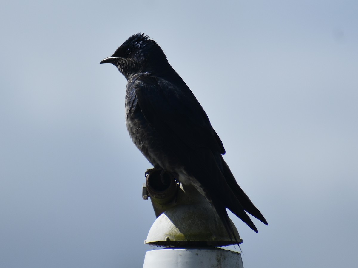 Purple Martin - ML620375204