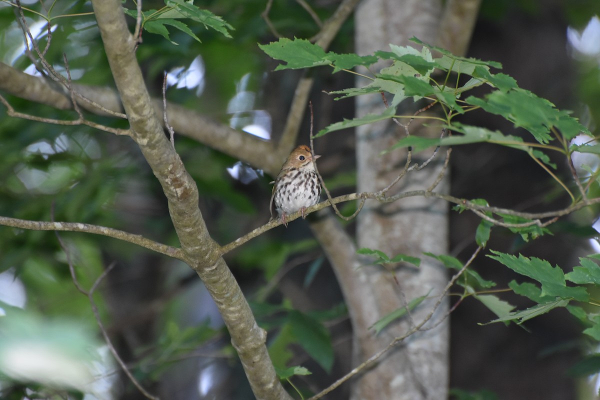 Paruline couronnée - ML620375212