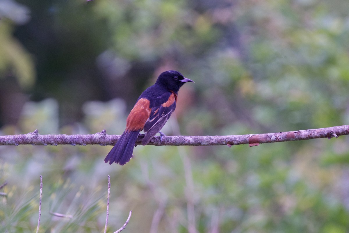 Orchard Oriole - ML620375222