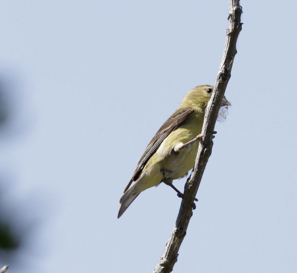 Lesser Goldfinch - ML620375226