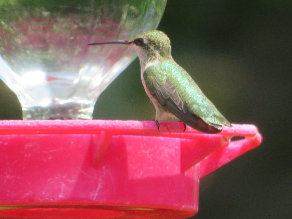 Black-chinned Hummingbird - ML620375232