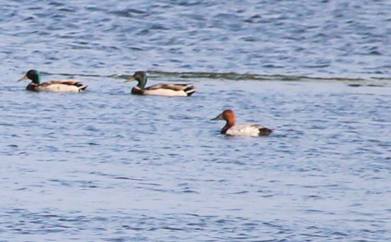 Canvasback - ML620375234