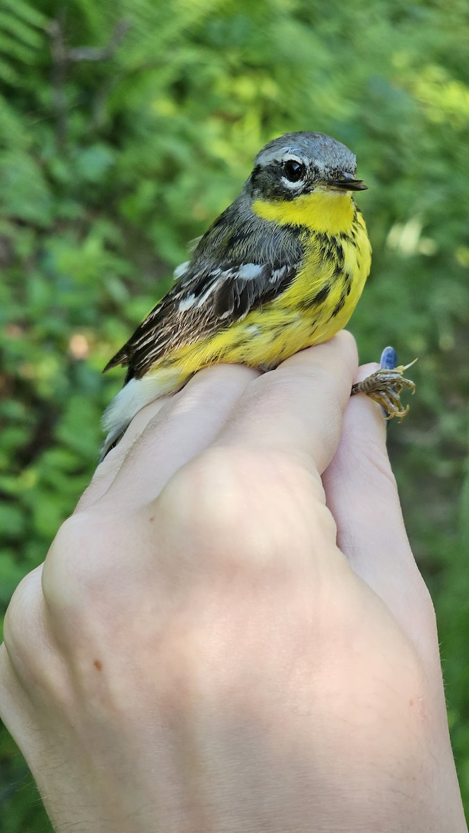 Magnolia Warbler - ML620375253