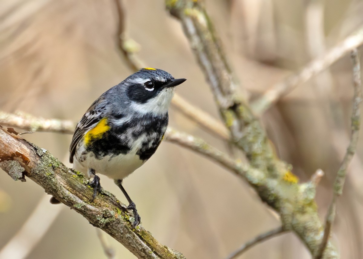 Пісняр-лісовик жовтогузий (підвид coronata) - ML620375255