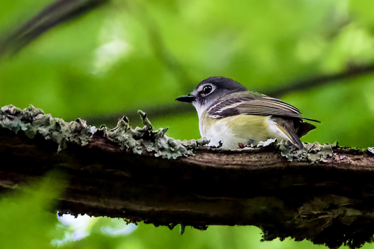 Blue-headed Vireo - ML620375259