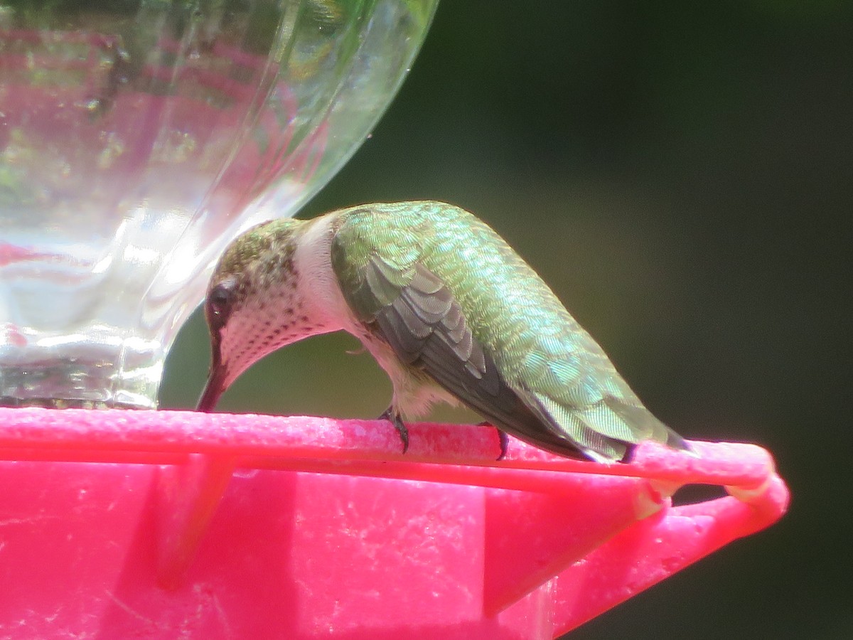 Black-chinned Hummingbird - ML620375268