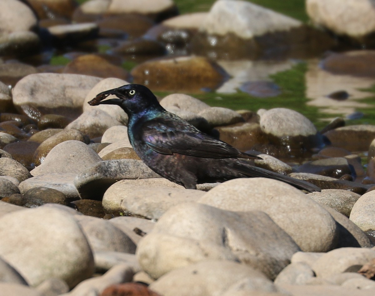 Common Grackle - ML620375270