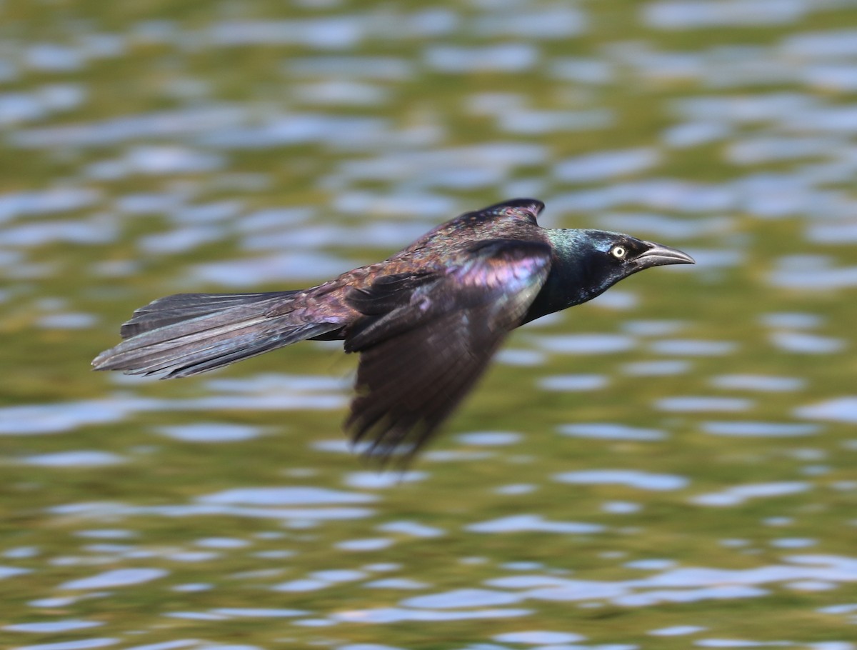 Common Grackle - ML620375274