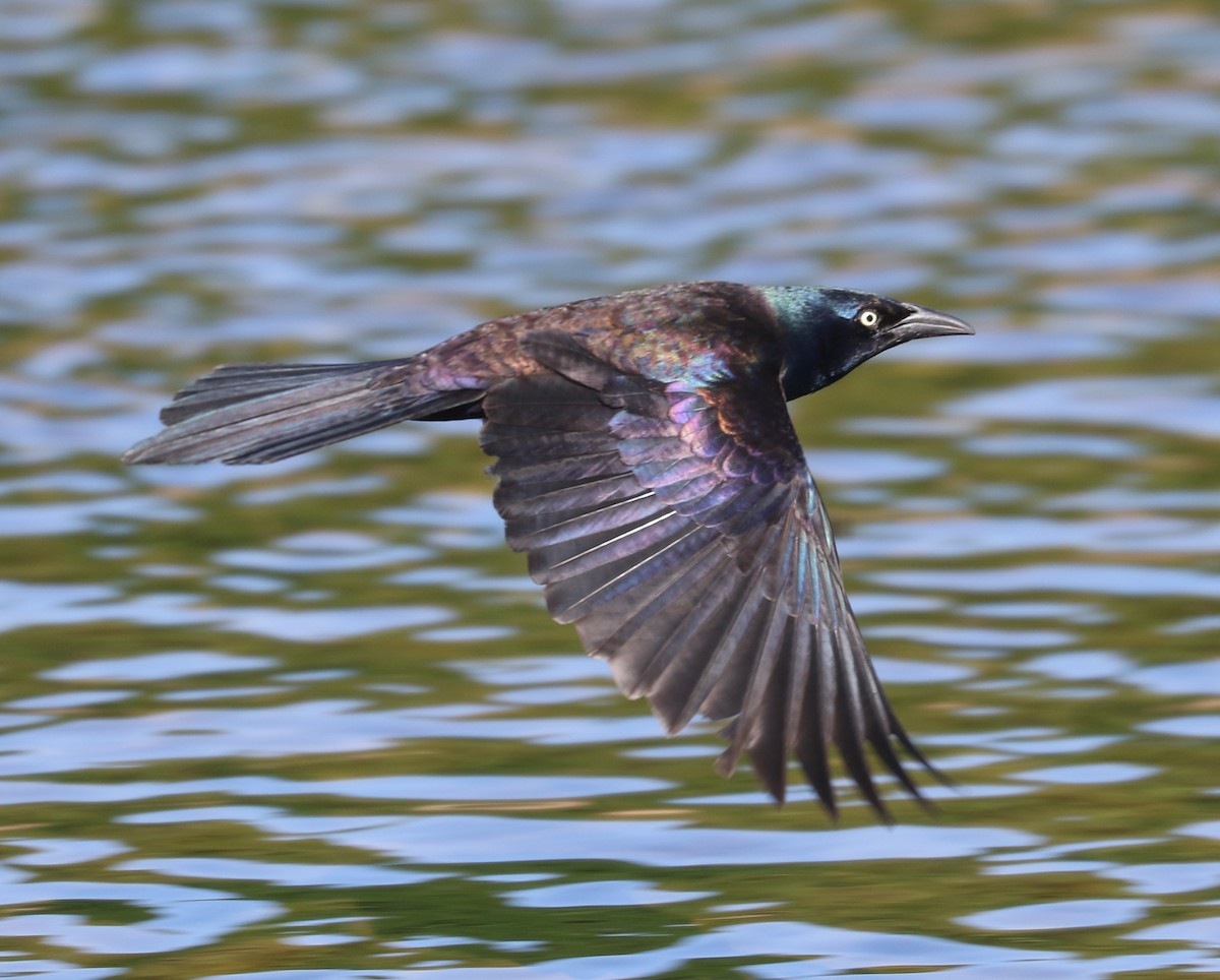 Common Grackle - ML620375278