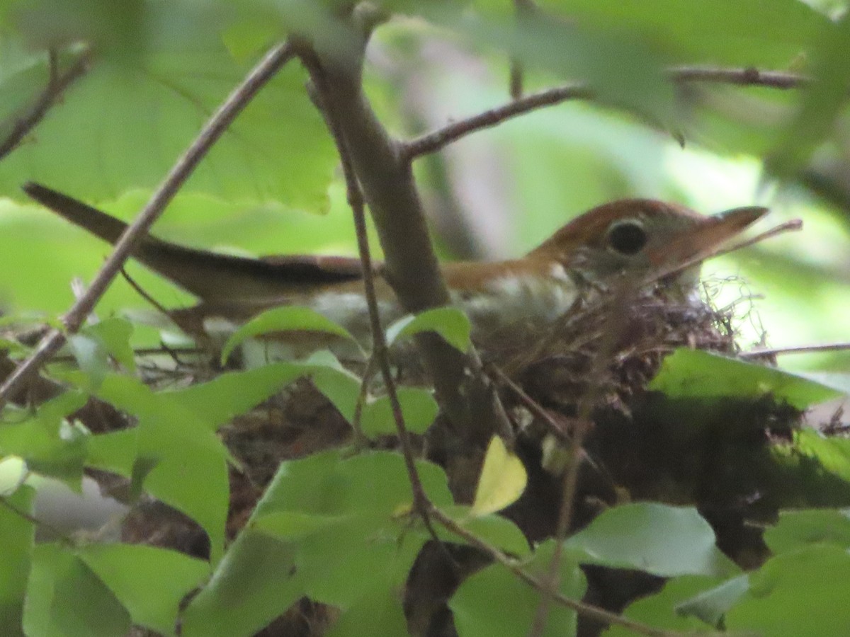 Wood Thrush - ML620375284