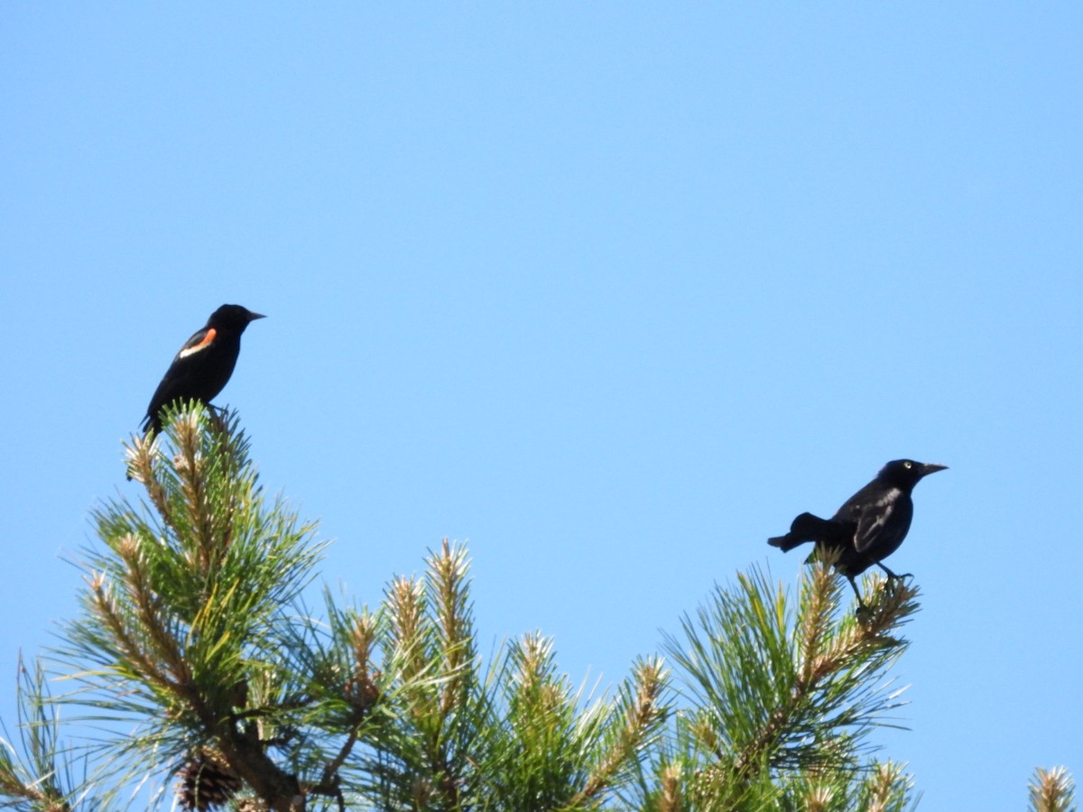 Red-winged Blackbird - ML620375288