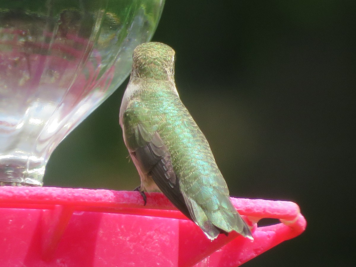 Black-chinned Hummingbird - ML620375289