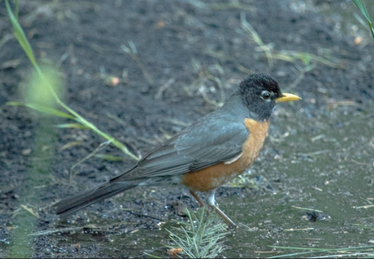 American Robin - ML620375302