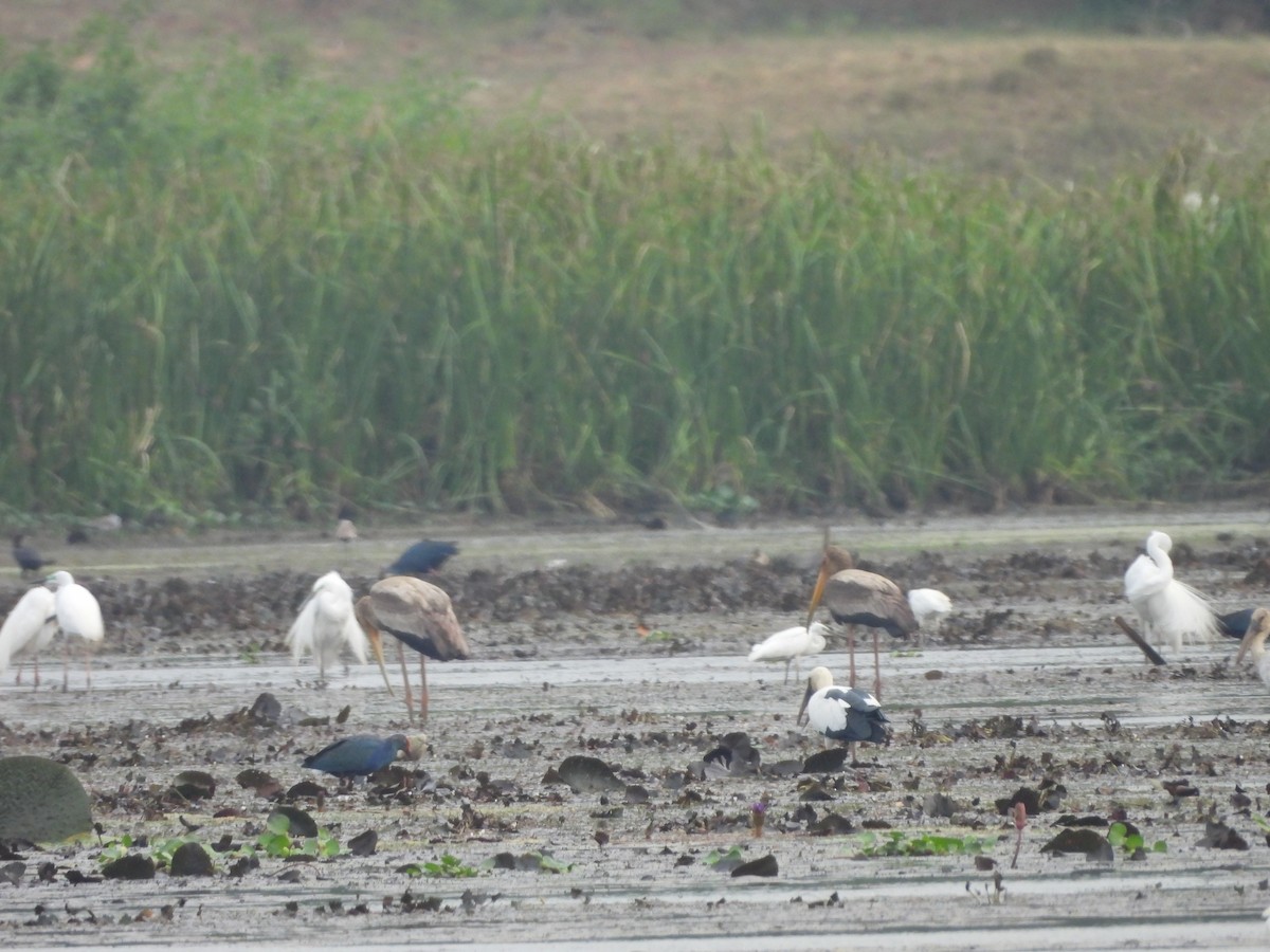 Painted Stork - ML620375304