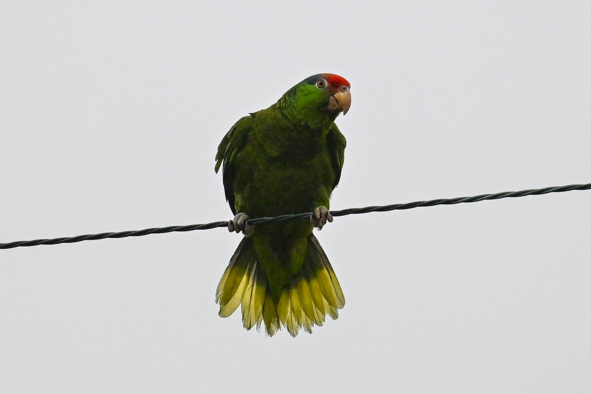 Lilac-crowned Parrot - ML620375305