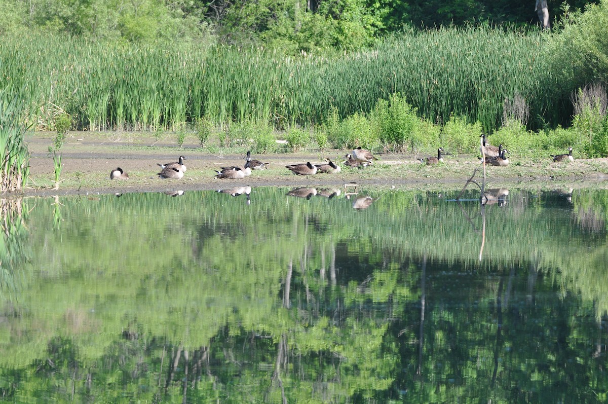 Canada Goose - ML620375334