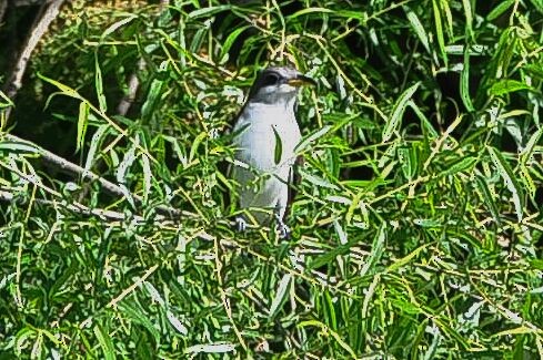 Yellow-billed Cuckoo - ML620375341