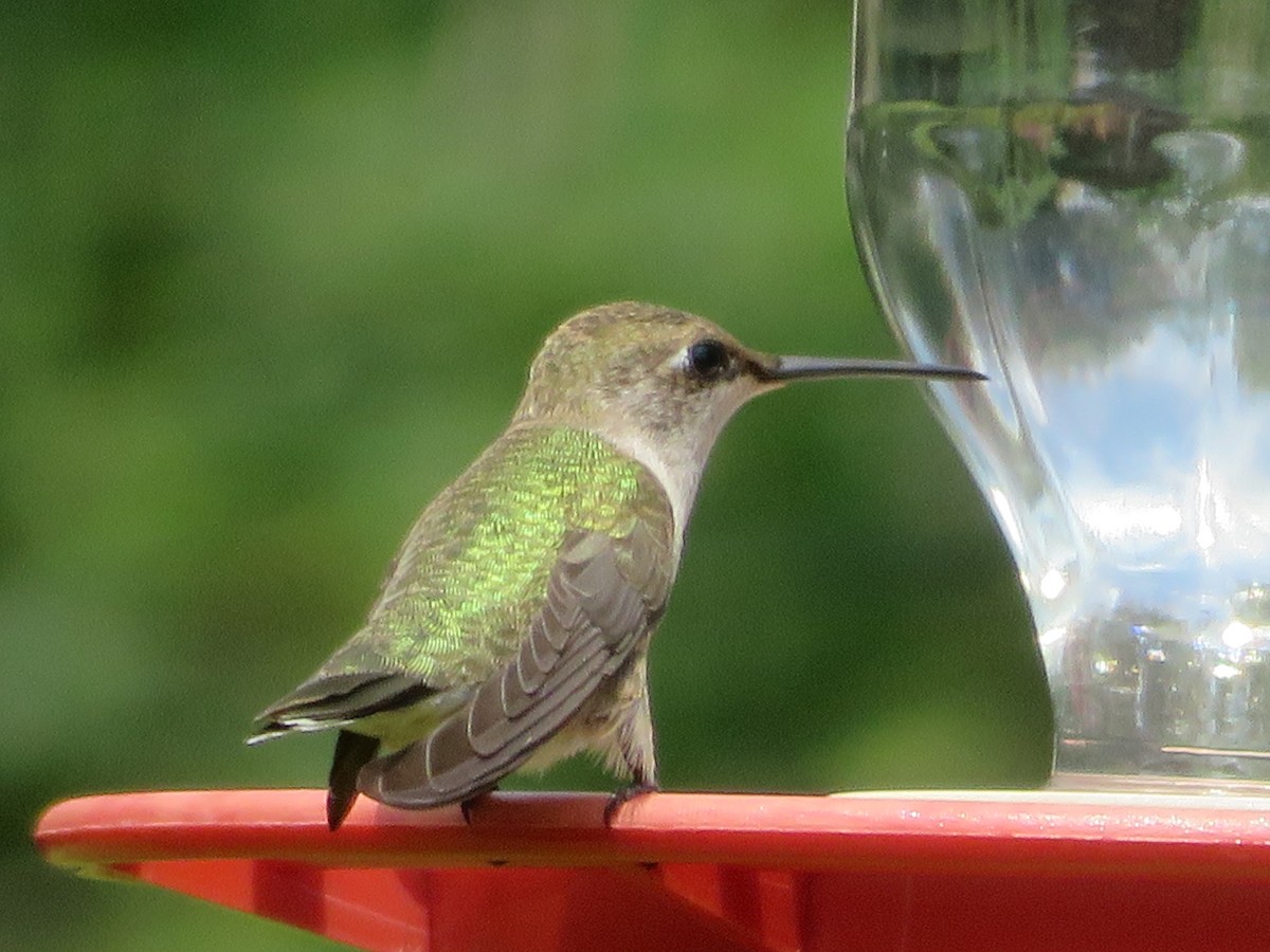 Black-chinned Hummingbird - ML620375348