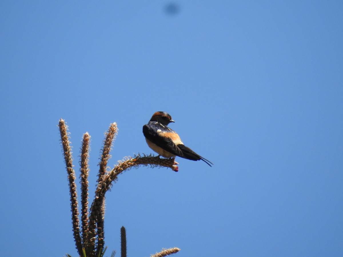 Red-rumped Swallow - ML620375357
