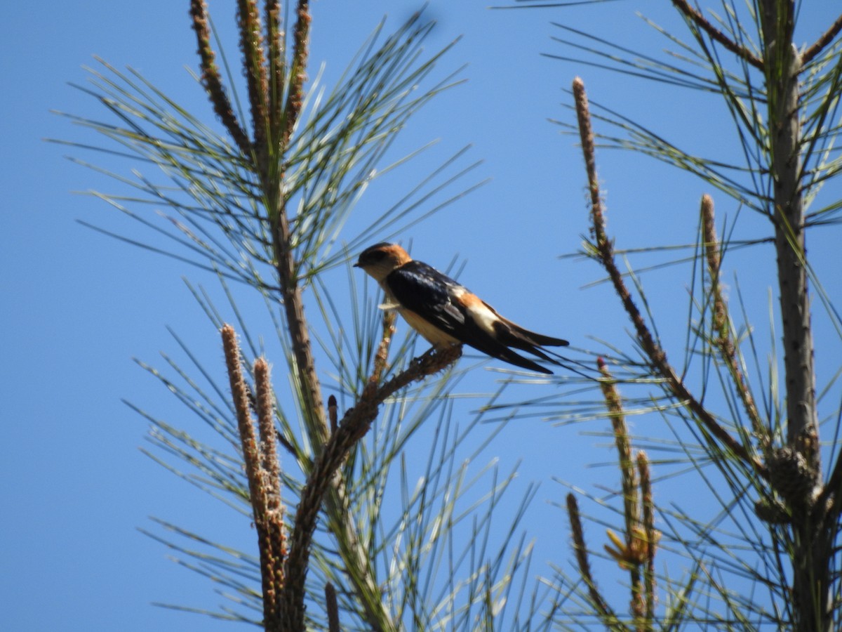 Red-rumped Swallow - ML620375360