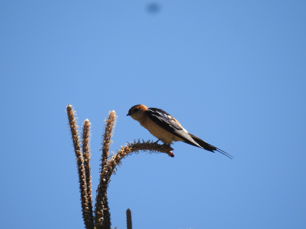 Red-rumped Swallow - ML620375361
