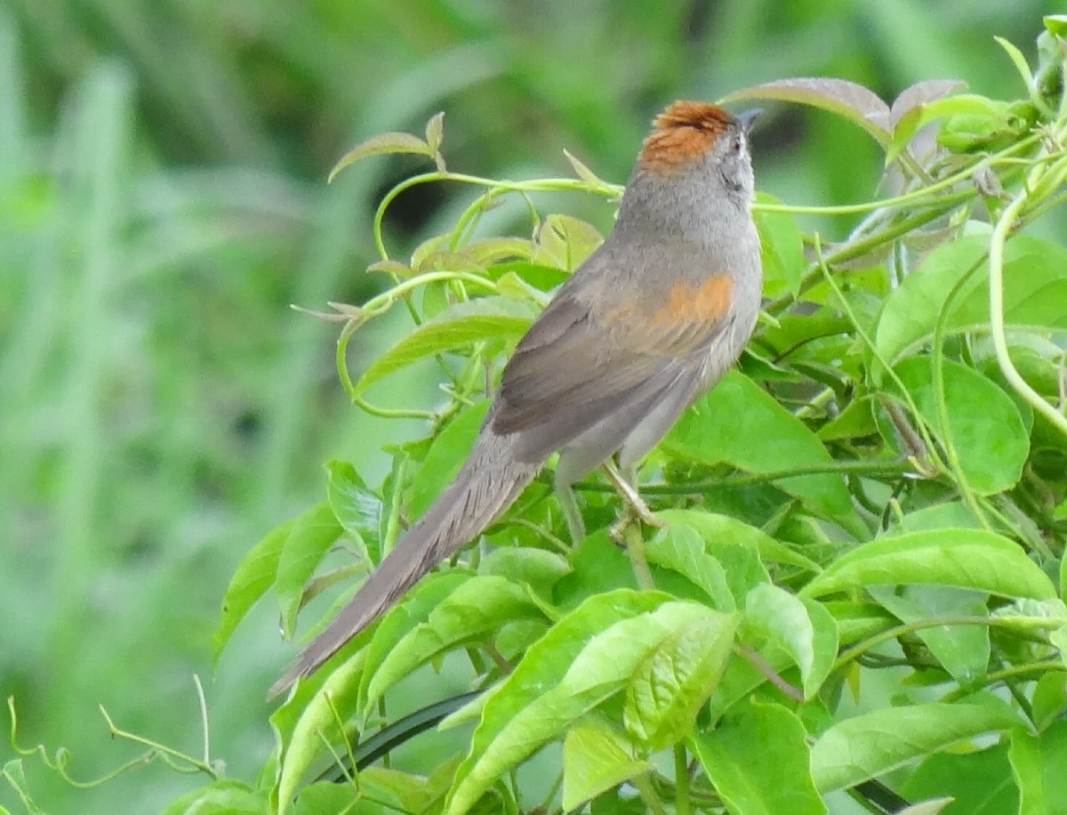 Pale-breasted Spinetail - ML620375366