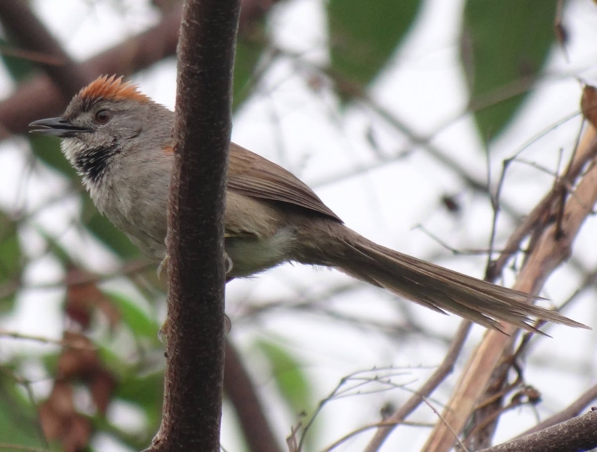 Pale-breasted Spinetail - ML620375368