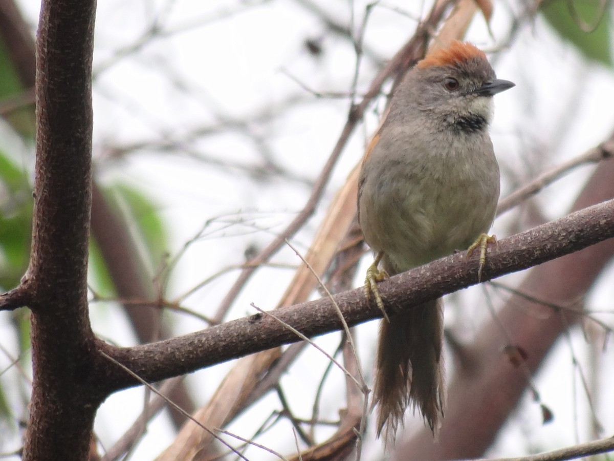 Pale-breasted Spinetail - ML620375369