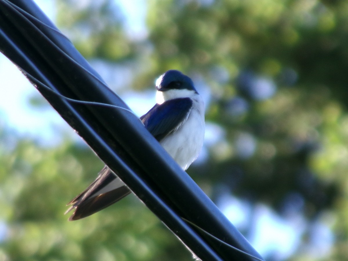 Tree Swallow - ML620375371