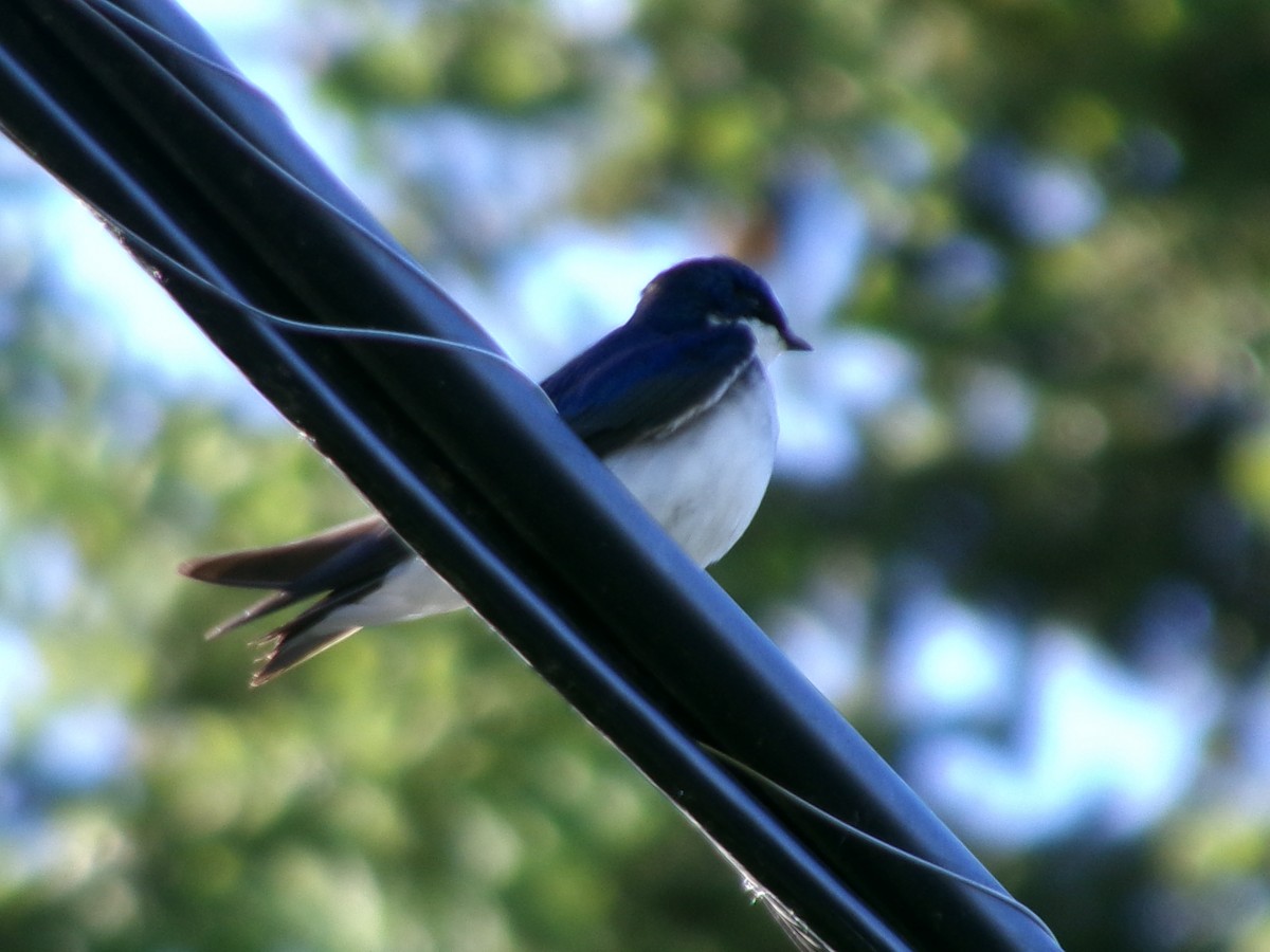 Tree Swallow - ML620375382