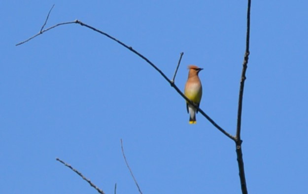 Cedar Waxwing - ML620375393