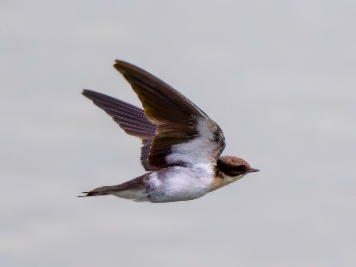 Wire-tailed Swallow - ML620375397