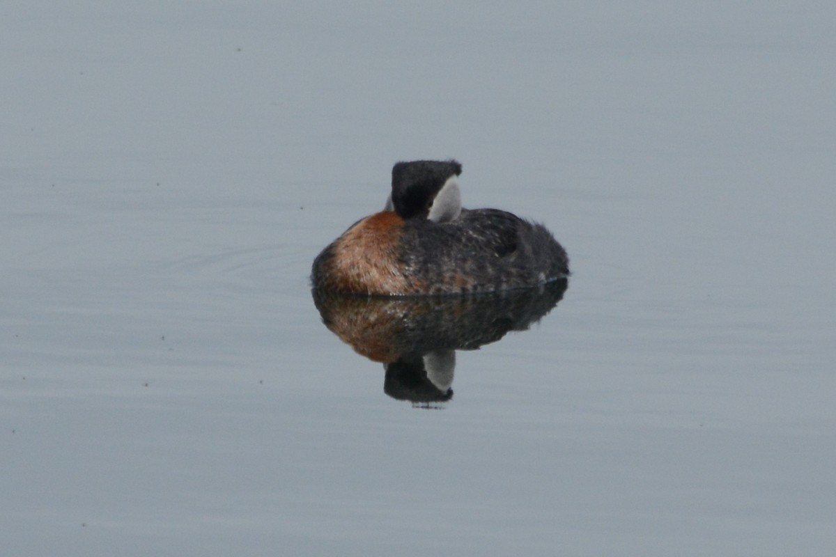 Red-necked Grebe - ML620375404