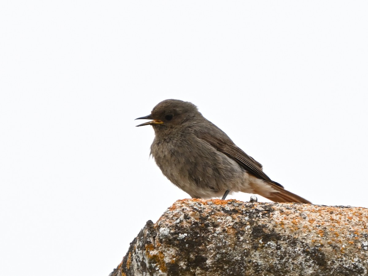 Black Redstart - ML620375409