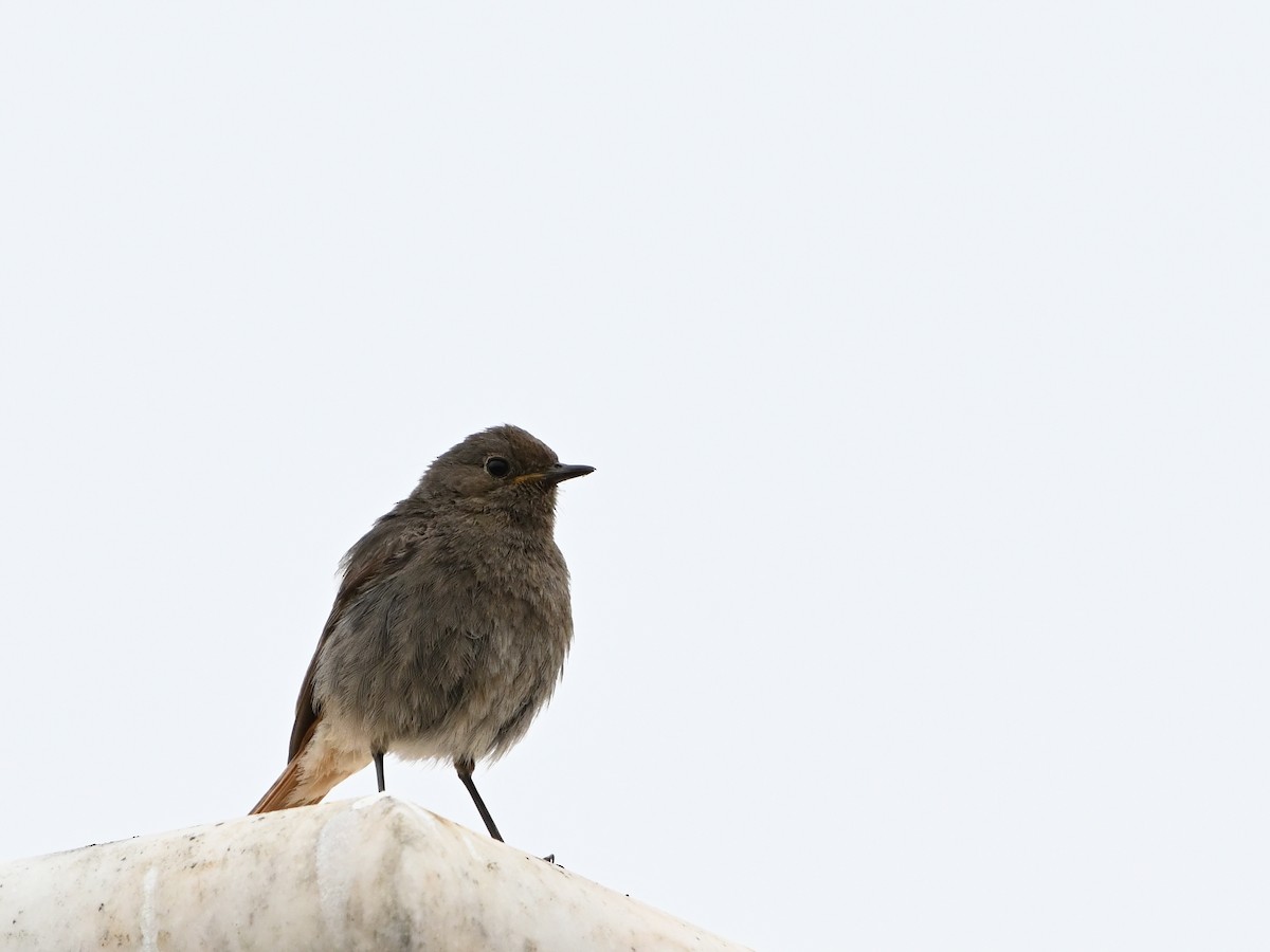 Black Redstart - ML620375410