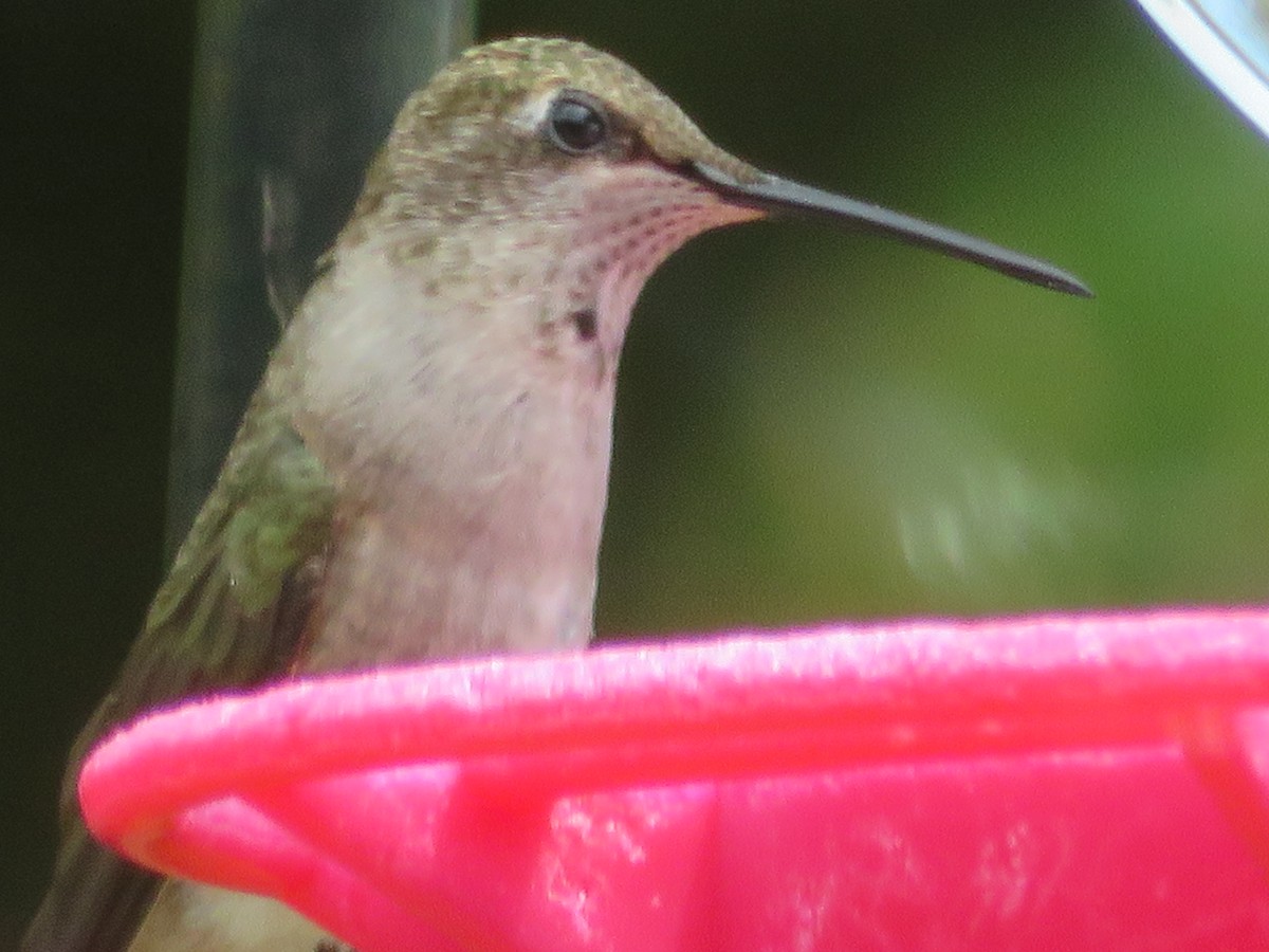 Black-chinned Hummingbird - ML620375419
