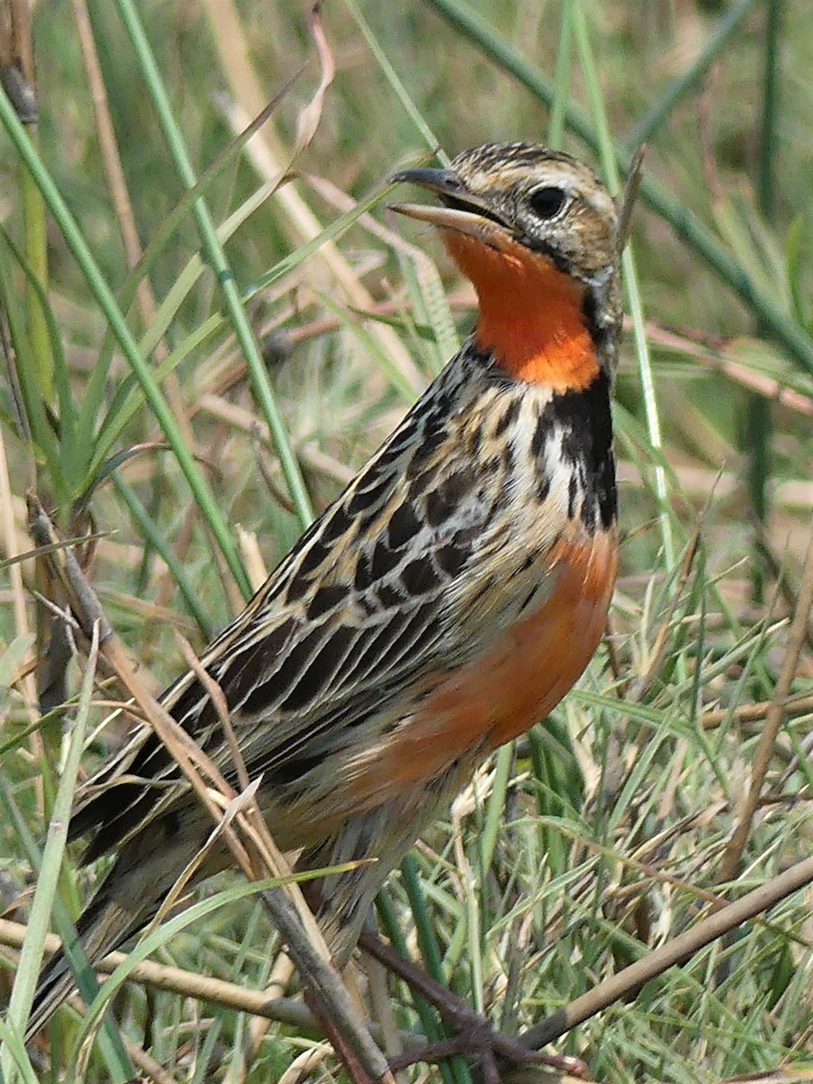 Rosy-throated Longclaw - ML620375423